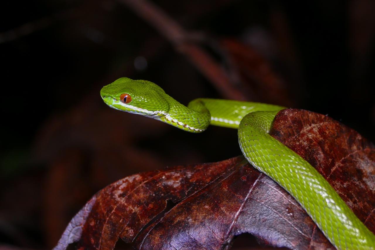 Forest Floor Lodge Cát Tiên Dış mekan fotoğraf