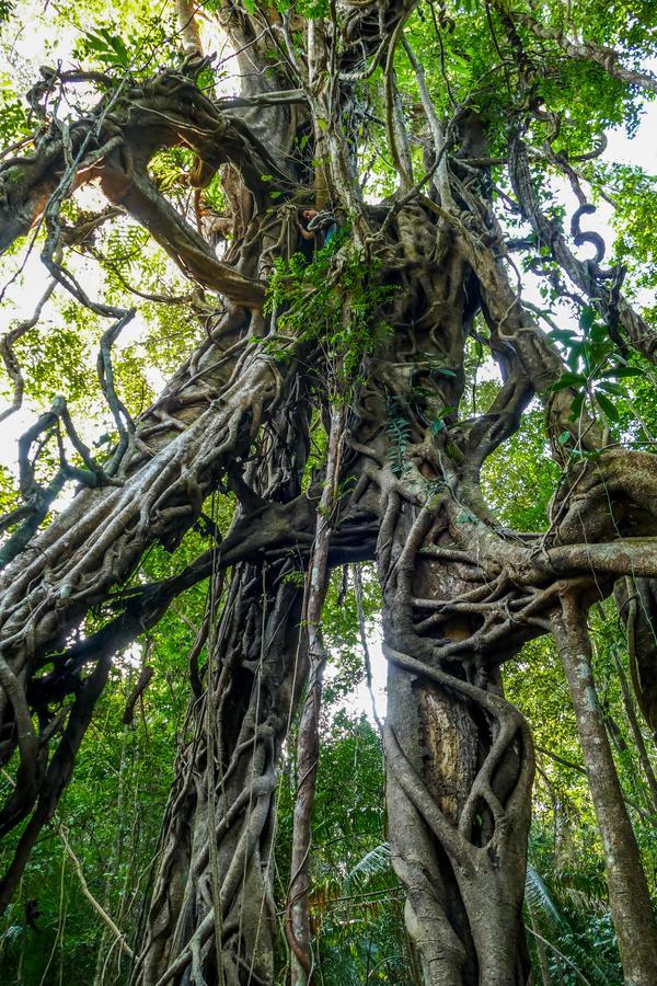 Forest Floor Lodge Cát Tiên Dış mekan fotoğraf